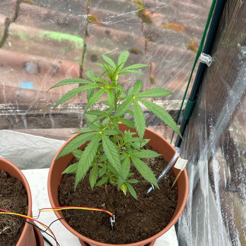 Strawberry Cheesecake Auto growlog timeline photo