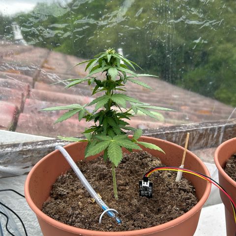 Mimosa x Orange Punch Auto growlog timeline photo