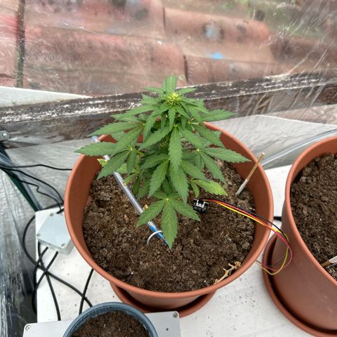 Mimosa x Orange Punch Auto growlog timeline photo