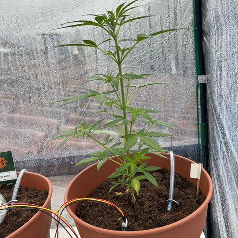Strawberry Cheesecake Auto growlog timeline photo