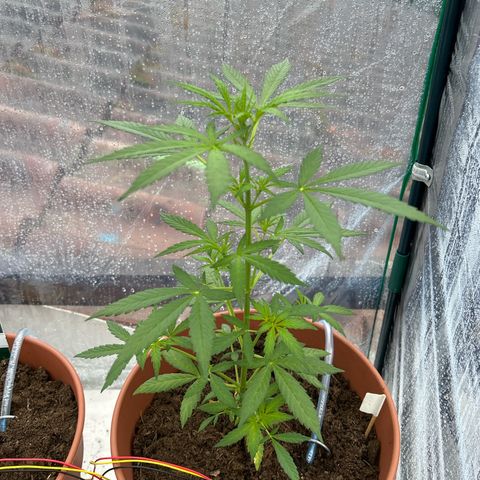 Strawberry Cheesecake Auto growlog timeline photo