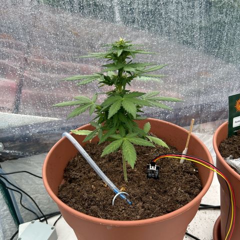 Mimosa x Orange Punch Auto growlog timeline photo