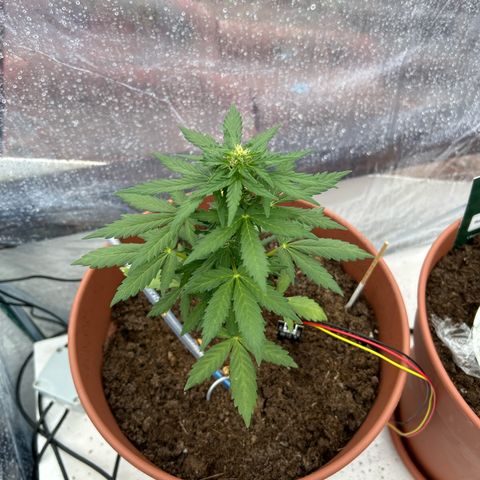 Mimosa x Orange Punch Auto growlog timeline photo