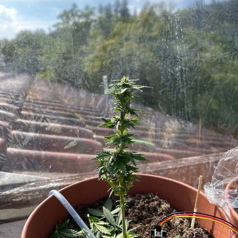 Mimosa x Orange Punch Auto growlog timeline photo