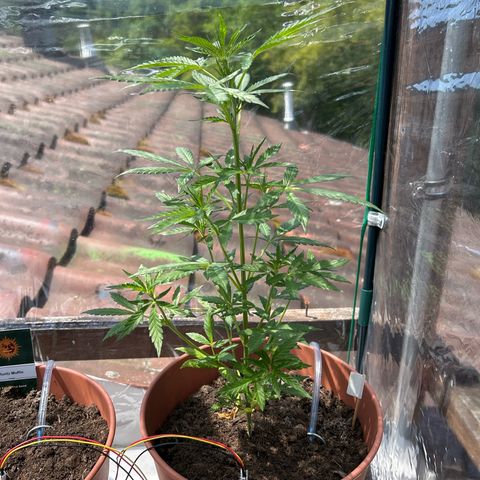 Strawberry Cheesecake Auto growlog timeline photo