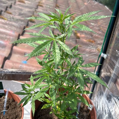 Strawberry Cheesecake Auto growlog timeline photo