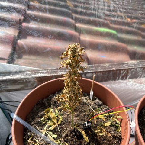 Mimosa x Orange Punch Auto growlog timeline photo
