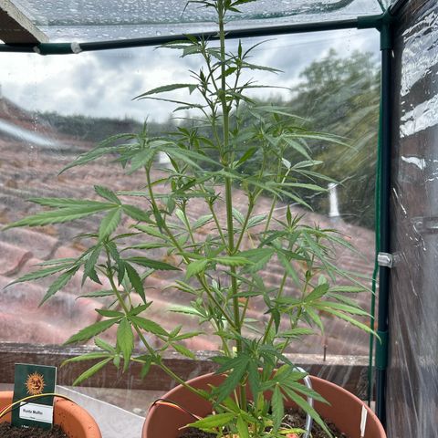 Strawberry Cheesecake Auto growlog timeline photo