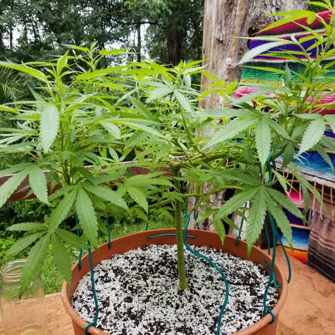 Lemon Cream Cookie Skunk growlog timeline photo