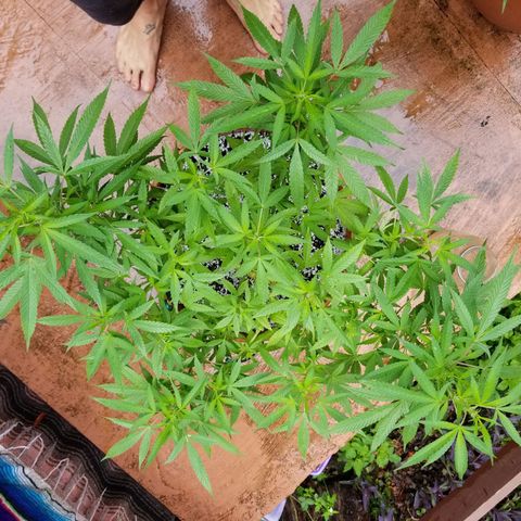 Lemon Cream Cookie Skunk growlog timeline photo