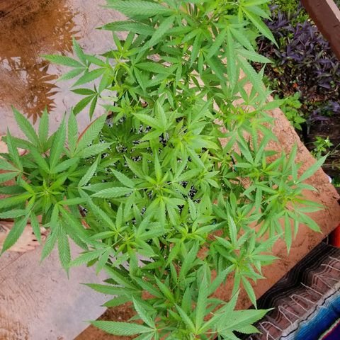 Lemon Cream Cookie Skunk growlog timeline photo