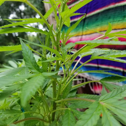Lemon Cream Cookie Skunk growlog timeline photo