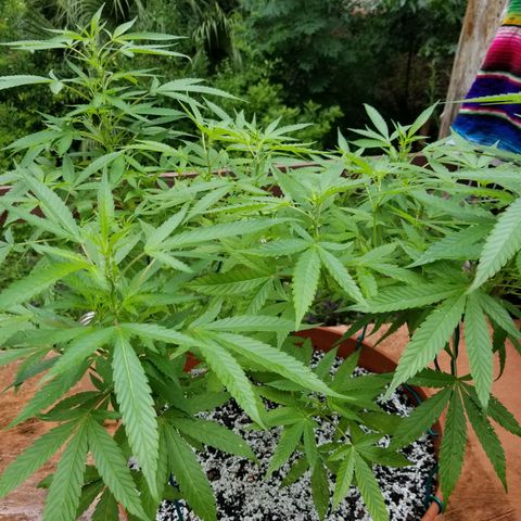 Lemon Cream Cookie Skunk growlog timeline photo