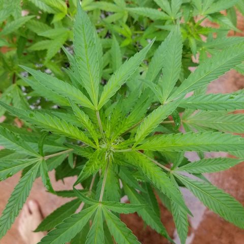 Lemon Cream Cookie Skunk growlog timeline photo