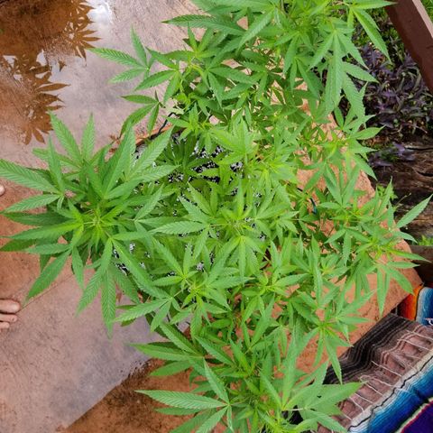 Lemon Cream Cookie Skunk growlog timeline photo