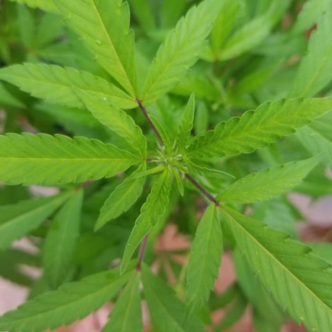 Lemon Cream Cookie Skunk growlog timeline photo