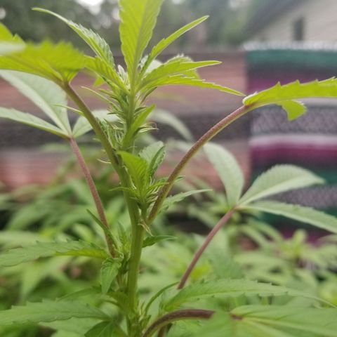 Lemon Cream Cookie Skunk growlog timeline photo