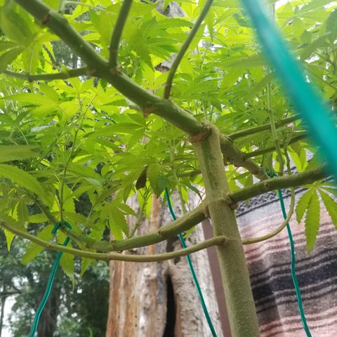Lemon Cream Cookie Skunk growlog timeline photo