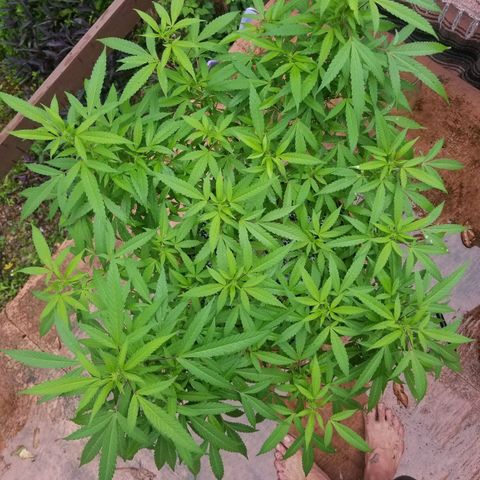 Lemon Cream Cookie Skunk growlog timeline photo