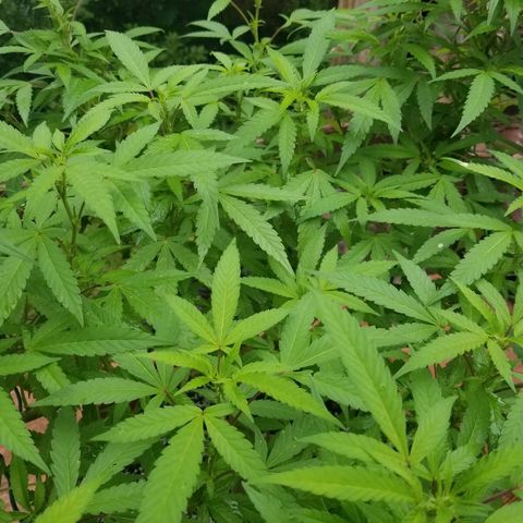 Lemon Cream Cookie Skunk growlog timeline photo