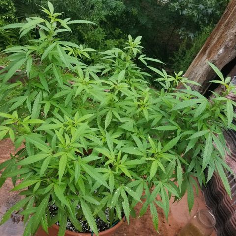 Lemon Cream Cookie Skunk growlog timeline photo