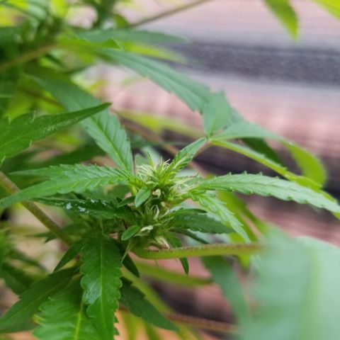 Lemon Cream Cookie Skunk growlog timeline photo