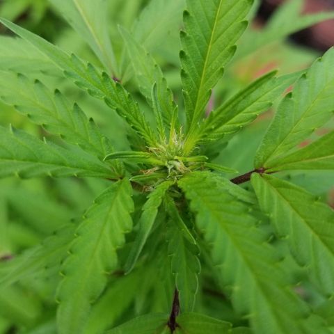 Lemon Cream Cookie Skunk growlog timeline photo