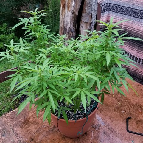 Lemon Cream Cookie Skunk growlog timeline photo