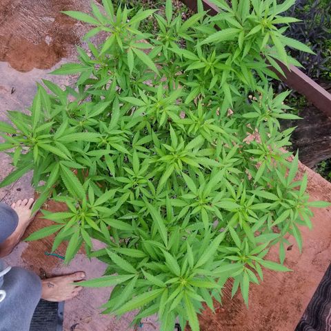 Lemon Cream Cookie Skunk growlog timeline photo