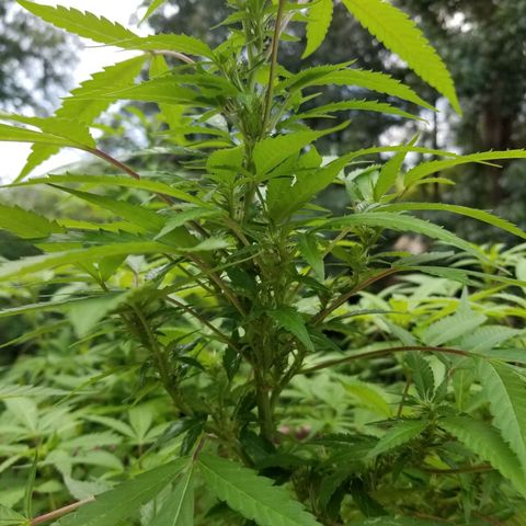 Lemon Cream Cookie Skunk growlog timeline photo