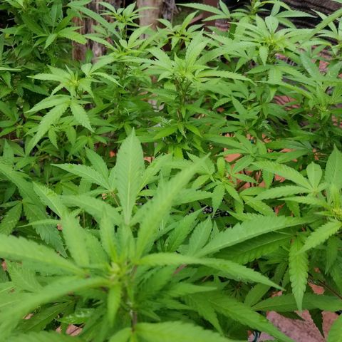 Lemon Cream Cookie Skunk growlog timeline photo