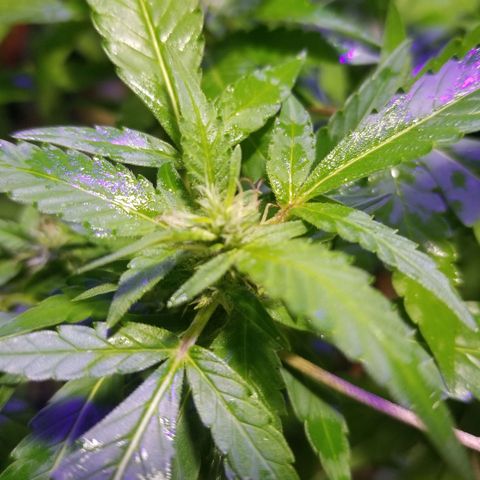 Lemon Cream Cookie Skunk growlog timeline photo