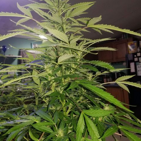 Lemon Cream Cookie Skunk growlog timeline photo