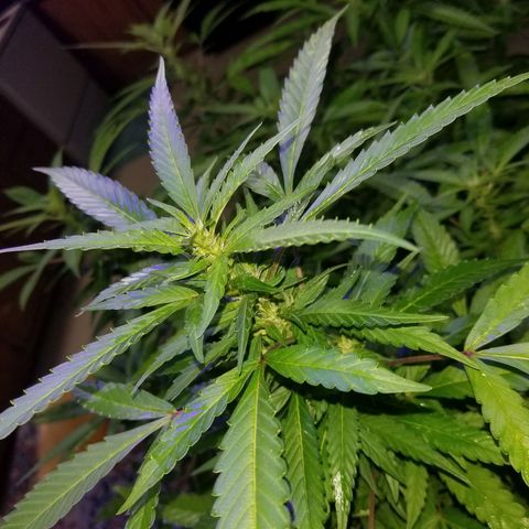 Lemon Cream Cookie Skunk growlog timeline photo