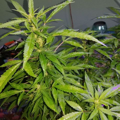 Lemon Cream Cookie Skunk growlog timeline photo