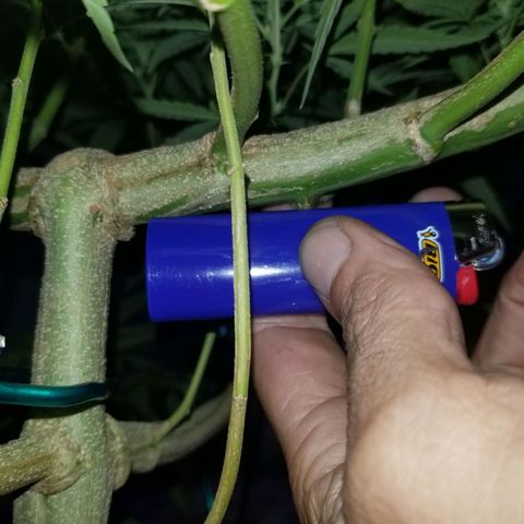 Lemon Cream Cookie Skunk growlog timeline photo