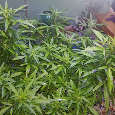 Lemon Cream Cookie Skunk growlog timeline photo