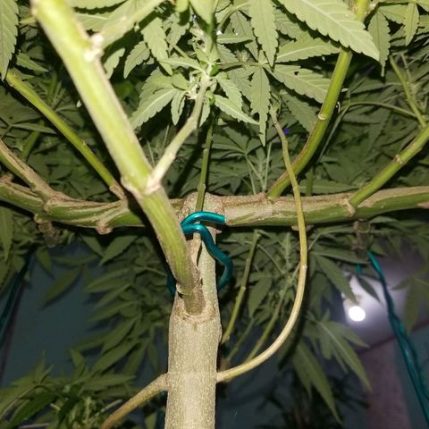 Lemon Cream Cookie Skunk growlog timeline photo