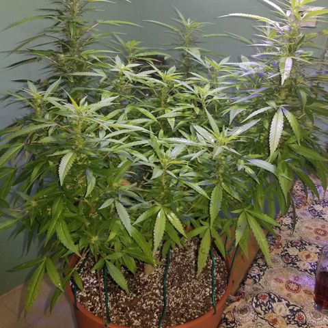 Lemon Cream Cookie Skunk growlog timeline photo