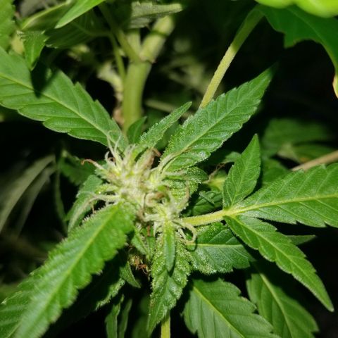 Lemon Cream Cookie Skunk growlog timeline photo