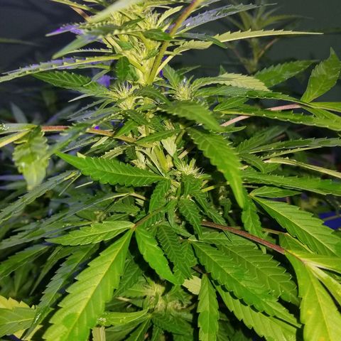 Lemon Cream Cookie Skunk growlog timeline photo