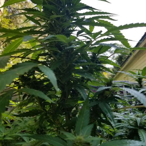 Lemon Cream Cookie Skunk growlog timeline photo