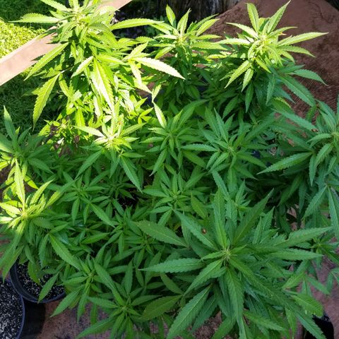 Lemon Cream Cookie Skunk growlog timeline photo