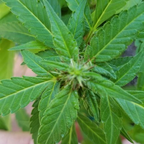 Lemon Cream Cookie Skunk growlog timeline photo