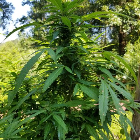 Lemon Cream Cookie Skunk growlog timeline photo