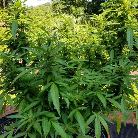 Lemon Cream Cookie Skunk growlog timeline photo