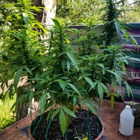 Lemon Cream Cookie Skunk growlog timeline photo