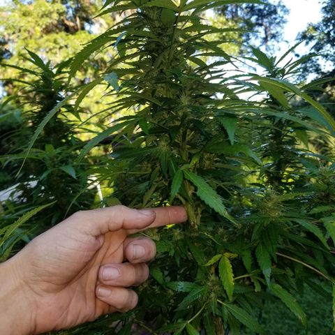 Lemon Cream Cookie Skunk growlog photo: After spidermite treatment. And ladybugs