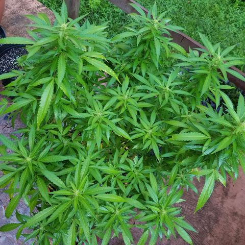 Lemon Cream Cookie Skunk growlog photo: After spidermite treatment. And ladybugs
