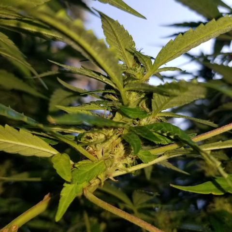 Lemon Cream Cookie Skunk growlog photo: After spidermite treatment. And ladybugs
